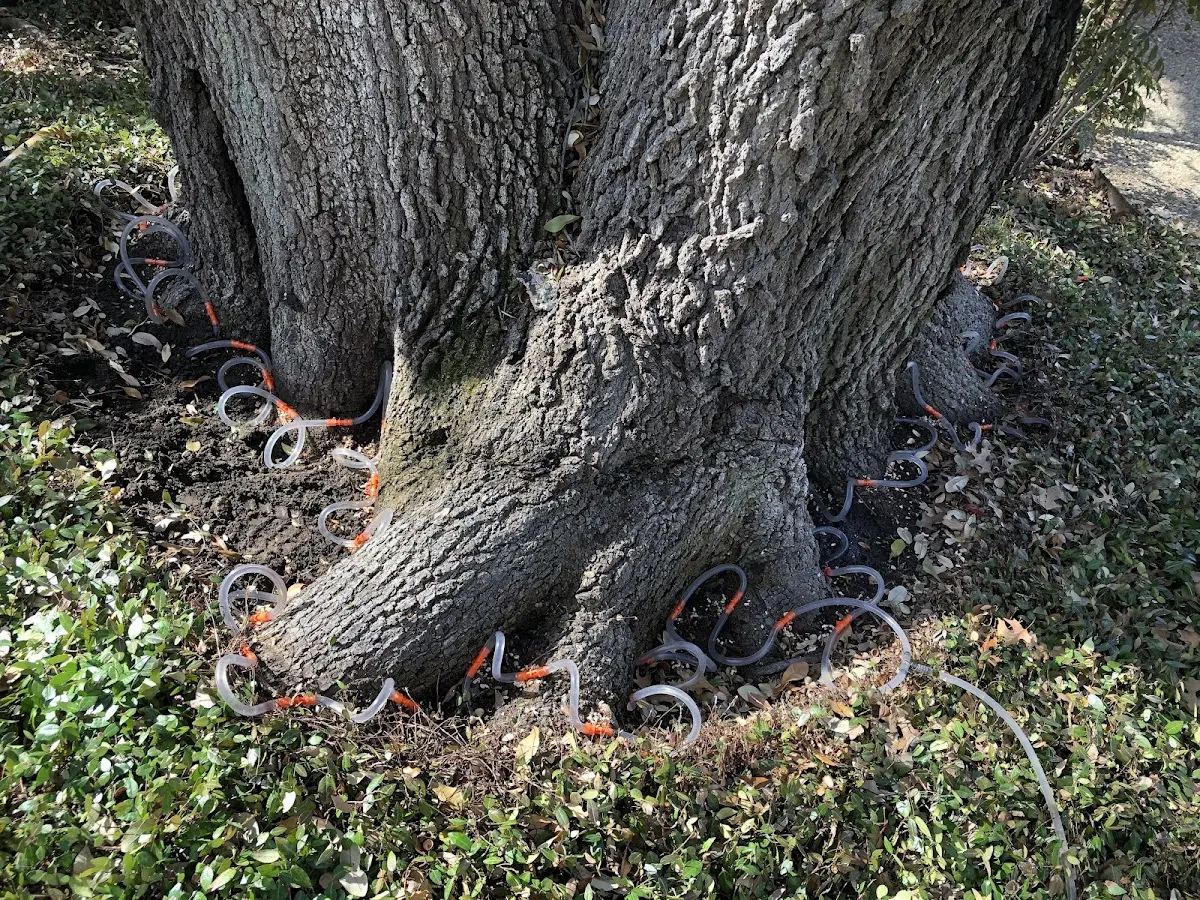 Detailed Tree Cabling and Bracing job site in Bena