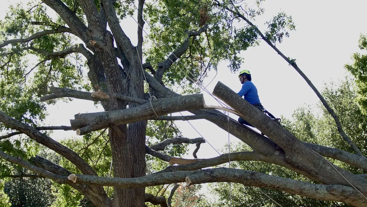 Professional Crown Thinning performed by certified arborists in Bena